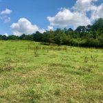 Union Parish Pasture property for sale