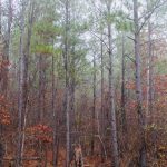 Timberland for sale in Bossier Parish