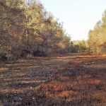 Agricultural land for sale in Bossier Parish