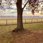 Pasture land for sale in Bossier Parish