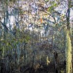 Louisiana timberland for sale