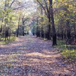 Louisiana timberland investment