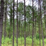 Recreational property for sale in Bienville Parish