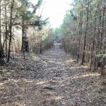 Timberland for sale in Bossier Parish