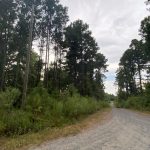 Timberland for sale in Bienville Parish