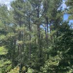 Hunting land for sale in Bienville Parish
