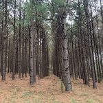 Hunting property for sale in DeSoto Parish
