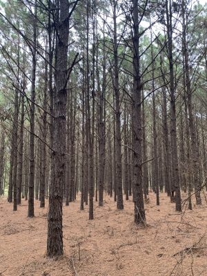 Hunting land for sale in DeSoto Parish