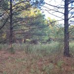 Timberland property for sale in DeSoto Parish