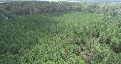 Timberland property for sale in Vernon Parish