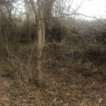 Richland Parish Hunting land for sale