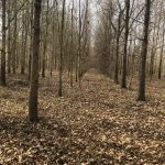 Timberland property for sale in Richland Parish
