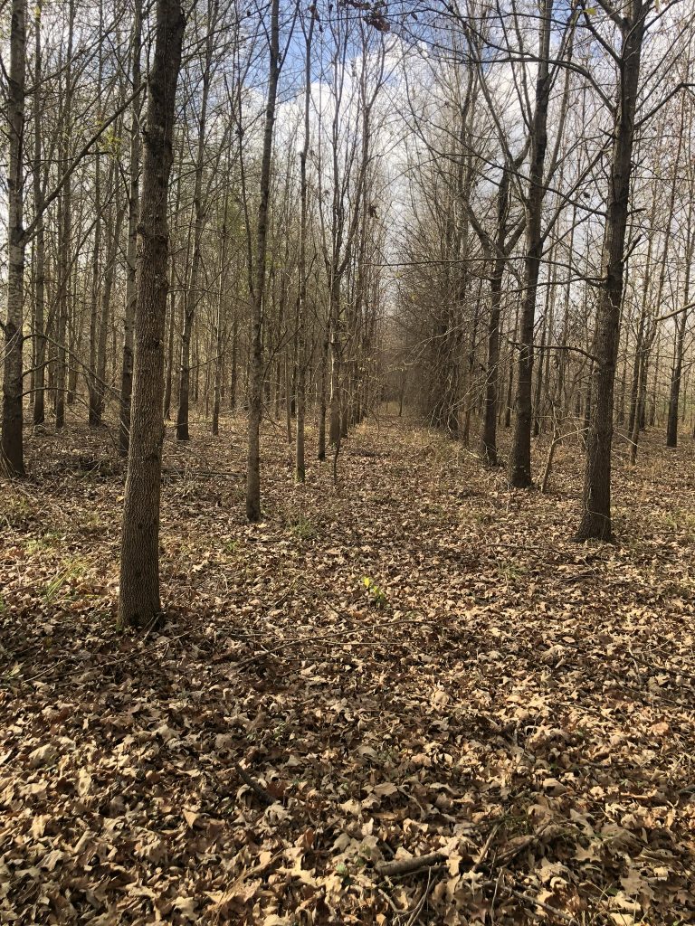 Timberland property for sale in Richland Parish