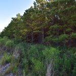 DeSoto Parish Recreational land for sale
