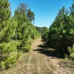 Timberland property for sale in Claiborne Parish