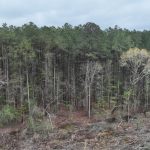 Red River Parish Timberland property for sale