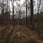 Timberland property for sale in Claiborne Parish
