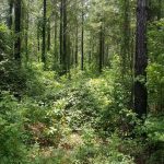 Development land for sale in Red River Parish