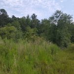 Development property for sale in Red River Parish
