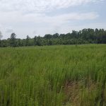 Recreational land for sale in Red River Parish