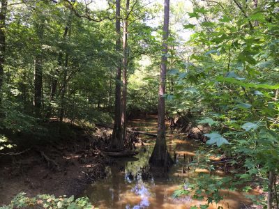 Timberland for sale in Jackson Parish