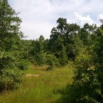 Investment land for sale in Bienville Parish