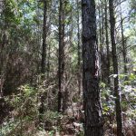 Bienville Parish Timberland property for sale
