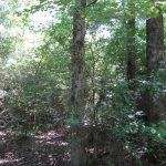 Bienville Parish Timberland for sale