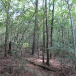 Bienville Parish Recreational land for sale