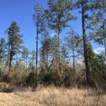 Recreational land for sale in Jackson Parish