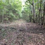 Holmes County Timberland property for sale