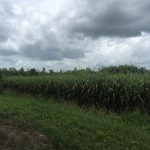 Recreational land for sale in Madison Parish
