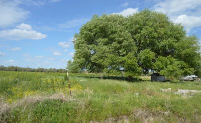 Agricultural land for sale in St. Landry Parish