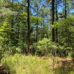Hot Spring County Timberland for sale