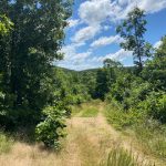 Hot Spring County Timberland property for sale