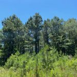 Hot Spring County Recreational property for sale