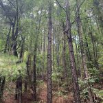 Timberland property for sale in Hot Spring County