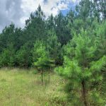 Timberland for sale in Hot Spring County