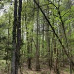 Hunting land for sale in Miller County