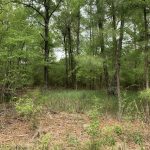 Timberland property for sale in Miller County