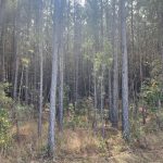 Nevada County Timberland for sale