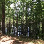 Miller County Timberland property for sale