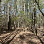 Miller County Hunting land for sale