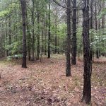 Timberland property for sale in Miller County