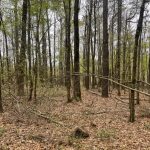 Timberland property for sale in Lafayette County