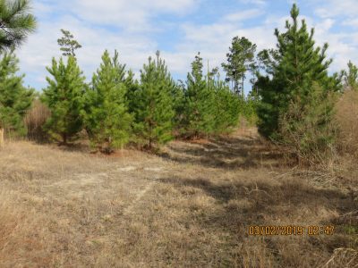 Union County Timberland for sale