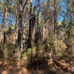 Drew County Timberland property for sale