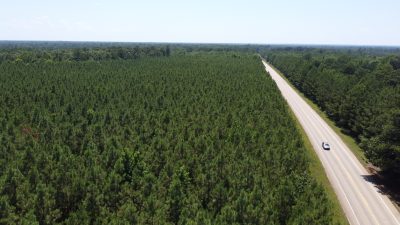 Timberland for sale in Ashley County