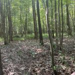Timberland property for sale in Cleveland County