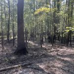 Timberland for sale in Drew County